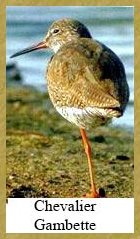 Chevalier Gambette - 